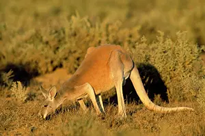 Roos: Red Kangaroo - feeding
