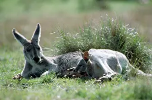 Roos: Red Kangaroo - female blue flyer & joey