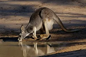 Kangaroos: Red Kangaroo female drinking Red Kangaroo female drinking