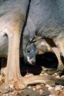 Pouches: Red Kangaroo - female with joey in pouch