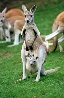 Pouches: Red Kangaroo - female with a joey in her pouch