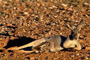 Pouches: Red Kangaroo - female with joey in pouch in hip hole