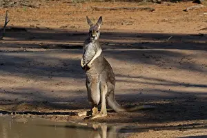 Kangaroos: Red Kangaroo female Red Kangaroo female
