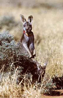 Collar: RED KANGAROO - female wearing radio collar