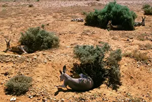 Hours: Red Kangaroo - Group sleeping in shade during the