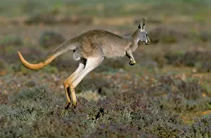 Roos: Red Kangaroo - hopping