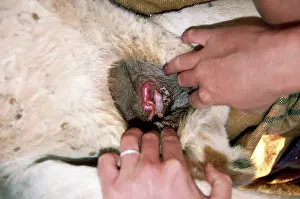 Andrea Florence: RED KANGAROO - JOEY IN POUCH