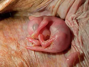 Pouches: Red Kangaroo joey in pouch - approx one week old