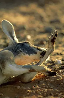 Evaporation: Red Kangaroo - Licking forearm to cool down (by evaporation)