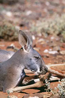 Evaporation: RED KANGAROO - licks forearms to cool down (evaporation)