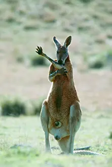 Evaporation: RED KANGAROO - licks forearms to cool down (evaporation)