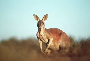 Kangaroos: RED KANGAROO - looking at camera