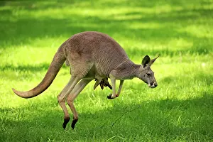 Macropus: Red kangaroo (Macropus rufus), adult female with