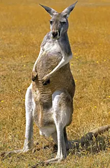 Macropus: Red Kangaroo (macropus rufus), Adult sitting on