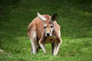 Macropus: Red Kangaroo (macropus rufus), Adult standing on Grass