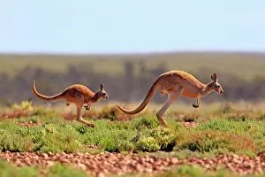 Macropus: Red Kangaroo (Macropus rufus) jumping adult female