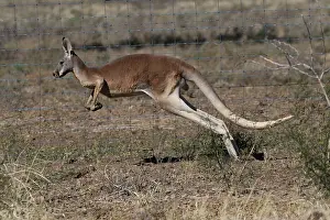 120618: Red Kangaroo male