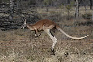 120618: Red Kangaroo male