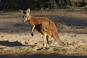 Kangaroos: Red Kangaroo male Red Kangaroo male