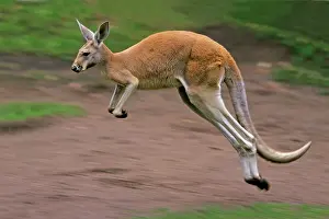Hopping: Red Kangaroo - in motion, leaping
