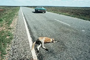 Roadkill: RED KANGAROO - road casualty