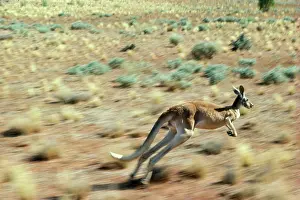 RED KANGAROO - running