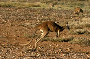 Gibber: Red Kangaroo - Running across gibber