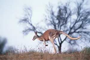 Kangaroos: RED KANGAROO - running / hopping