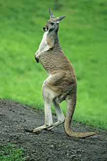 Macropus: Red Kangaroo - standing on hind legs, balancing on its tail
