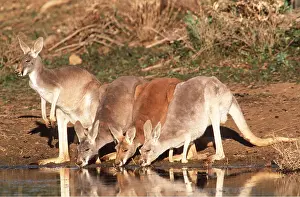 Kangaroos: RED KANGAROO - x four, drinking in dam