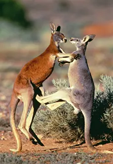 Megaleia: Red Kangaroo - x2 young males of 2 colour phases