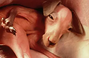 Pouches: Red Kangaroo - young detached from teat inside