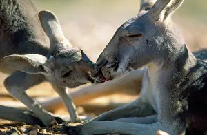 Saliva: Red Kangaroo - young drinking saliva from it's
