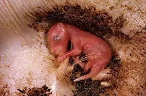 Cycles: Red kangaroo - young, about three weeks old, inside