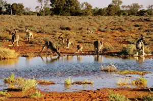 Auscape International: Red kangaroos - drinking