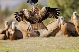 Kites: Red Kite