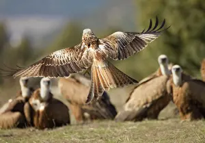 Kites: Red Kite