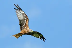 Powys: Red Kite