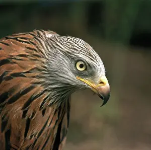 Kites: Red Kite
