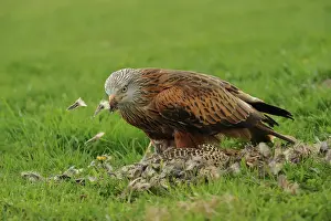 Milvus: Red Kite