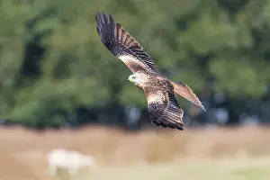 Beacons: Red Kite