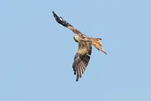 Beacons: Red Kite