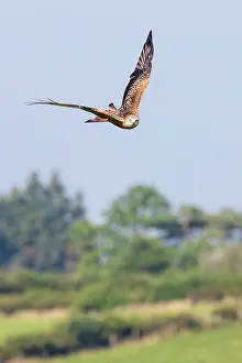 Beacons: Red Kite