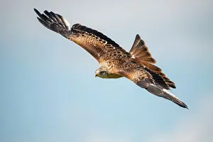 Milvus: Red Kite