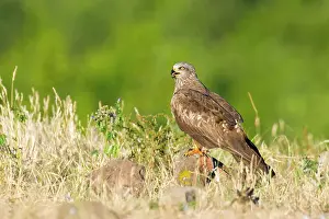 Milvus: Red Kite
