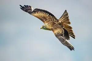 Milvus: Red Kite