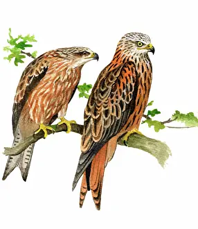 Milvus: Red Kite