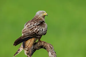 Royal: RED KITE