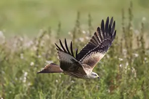 100118: Red Kite - adult bird in flight - Germany