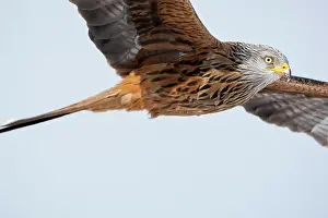 Jake Stephen: Red Kite adult close-up in flight